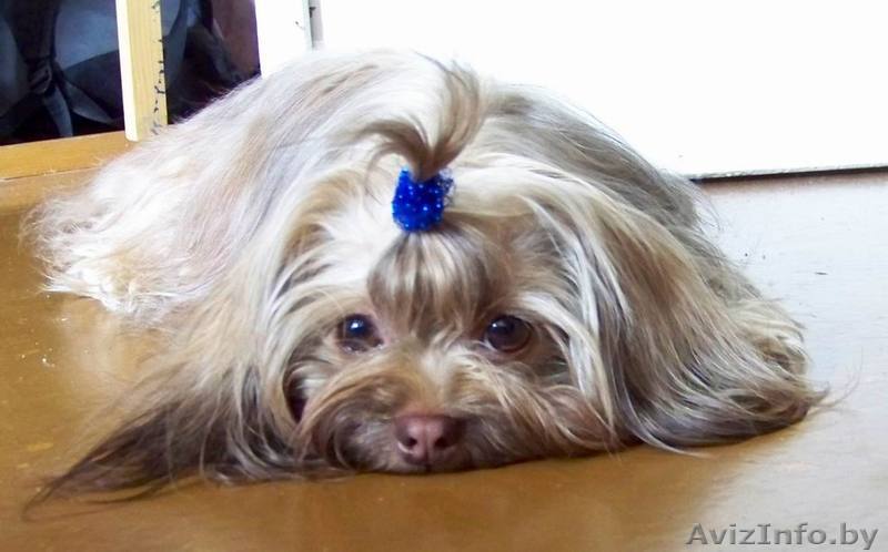 Красивая и редкая порода - Изображение #1, Объявление #159618