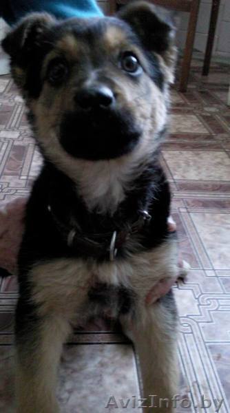 Щенок в дар, в добрые руки - Изображение #1, Объявление #158236