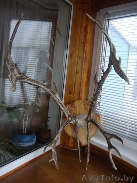 Оленьи рога на медальоне.  - Изображение #1, Объявление #170225