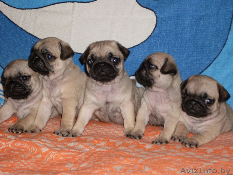 Щенки мопса от родителей чемпионов - Изображение #1, Объявление #161018