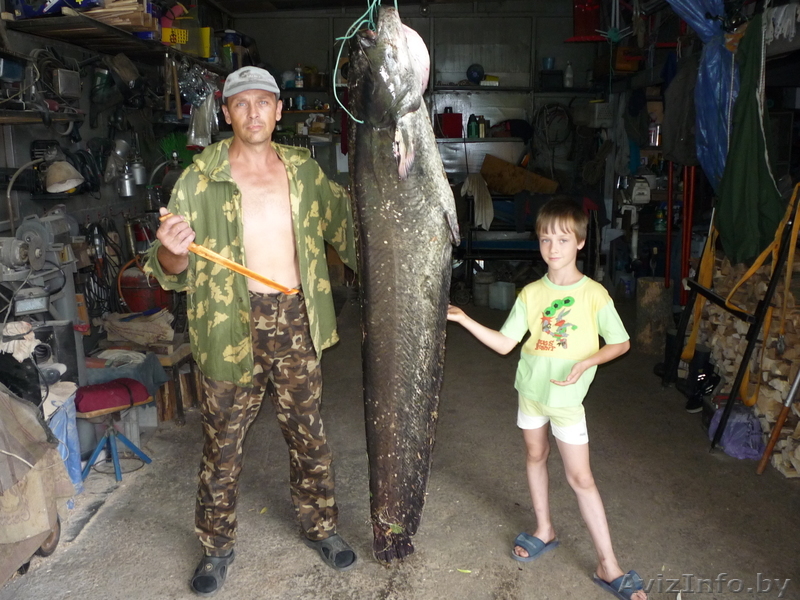 Квоки для ловли сома! - Изображение #1, Объявление #208599