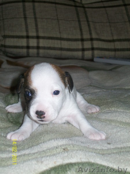  очень красивые щенки джек рассел терьера - Изображение #1, Объявление #185251