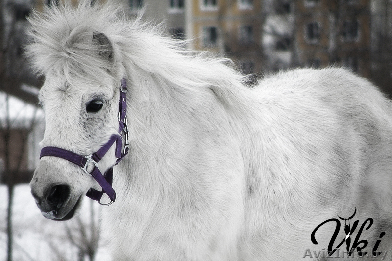 Прокат лошадей и пони - Изображение #1, Объявление #207402