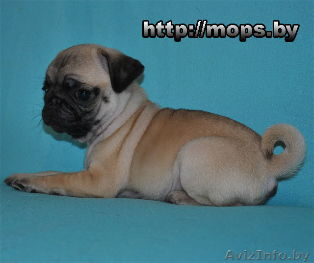 мопс щенок кобель - Изображение #1, Объявление #200790