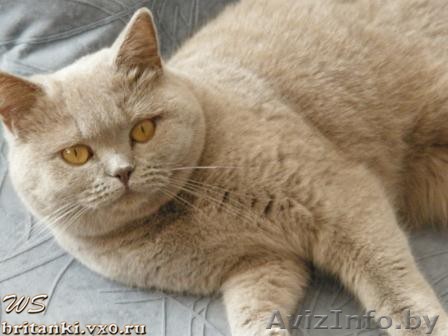 ЭЛИТНЫЕ БРИТАНСКИЕ КОТЯТА ОТ ТИТУЛОВАННЫХ РОДИТЕЛЕЙ С РОДОСЛОВНОЙ (FIFe) - Изображение #1, Объявление #188638