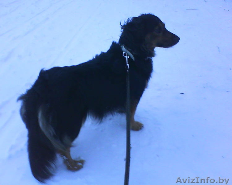 Пропал друг семьи... - Изображение #1, Объявление #197765