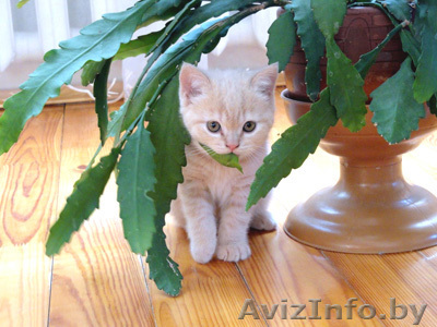 Продам короткошерстных британских котят - Изображение #1, Объявление #199971