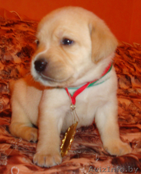 лабрадор-ретривер - Изображение #1, Объявление #209693