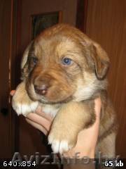 Чудесные щеночки! - Изображение #1, Объявление #208616