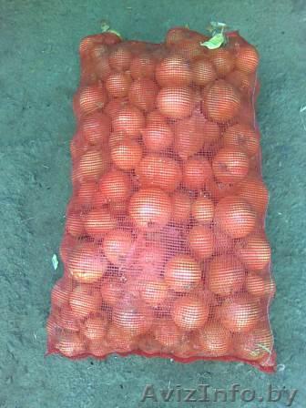 Овощи оптом от 20 тонн - Изображение #1, Объявление #188934