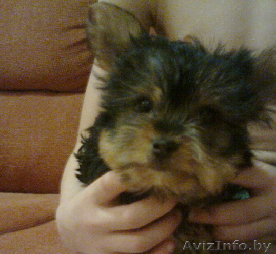 Йоркширского терьера щенок - Изображение #1, Объявление #188254