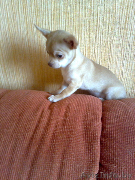  чихуахуа щенки. - Изображение #1, Объявление #188264