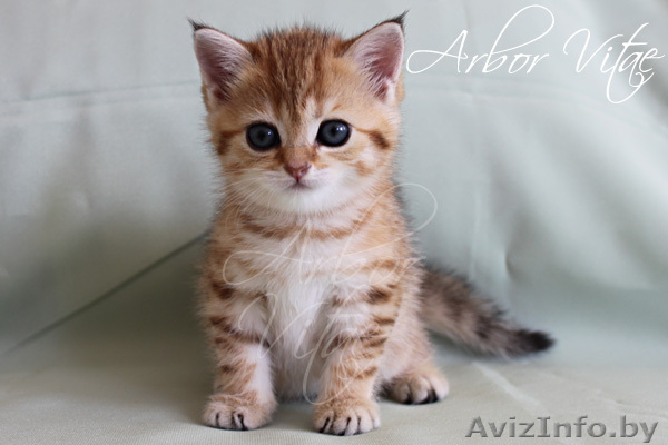 Британские котята- медвежата - Изображение #1, Объявление #212637