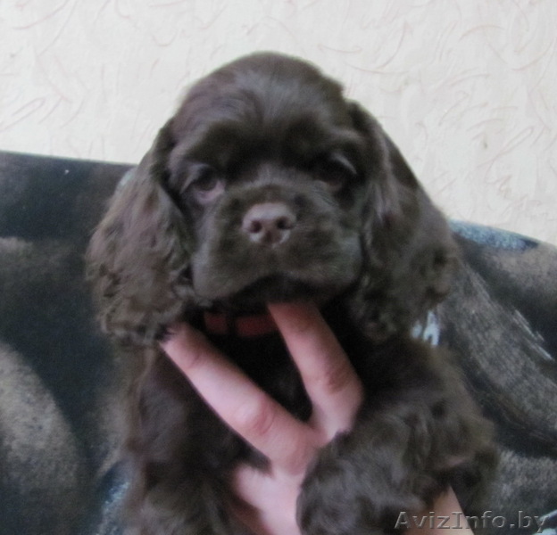 Американский кокер-спаниель,щенки - Изображение #1, Объявление #204594