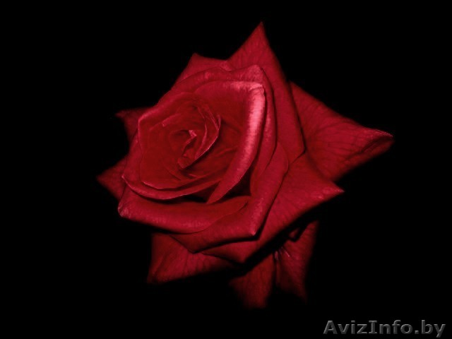 Требуется продавец цветов - Изображение #1, Объявление #212589