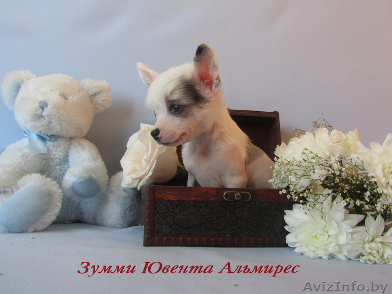 Щенки китайской хохлатой,голые девочки(мини) - Изображение #1, Объявление #196627