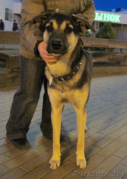 Молодой пес Умка отдается в добрые руки. (Крупный, похож на овчарочку). - Изображение #1, Объявление #210777