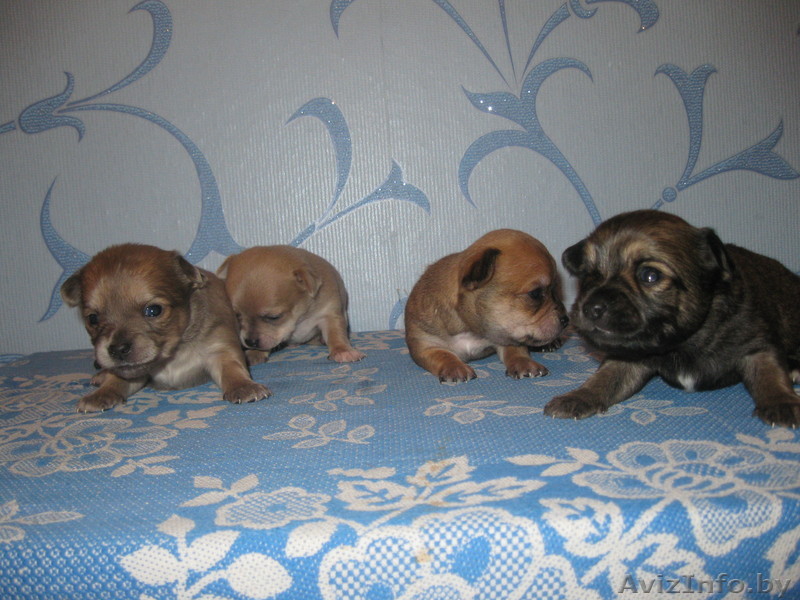 Продаю щенков чихахуа - Изображение #1, Объявление #193821