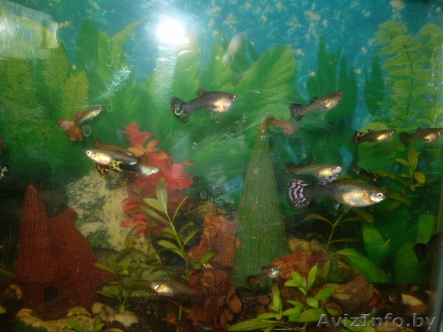 продам молодых гуппи - Изображение #1, Объявление #205397