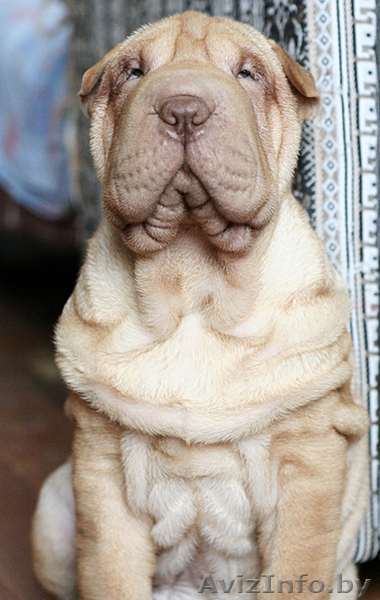шарпей,перспективные щенки - Изображение #1, Объявление #200098