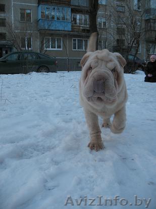 шарпей,очаровательные щеночки шар-пея - Изображение #1, Объявление #206456