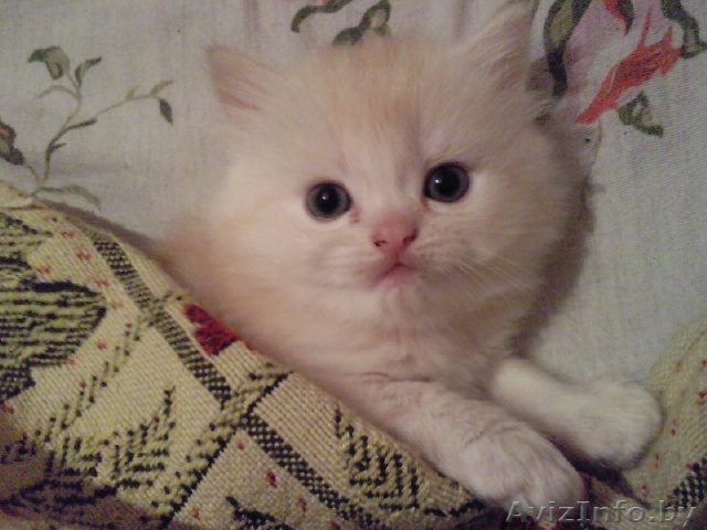 Персицкий котёнок - Изображение #1, Объявление #216175