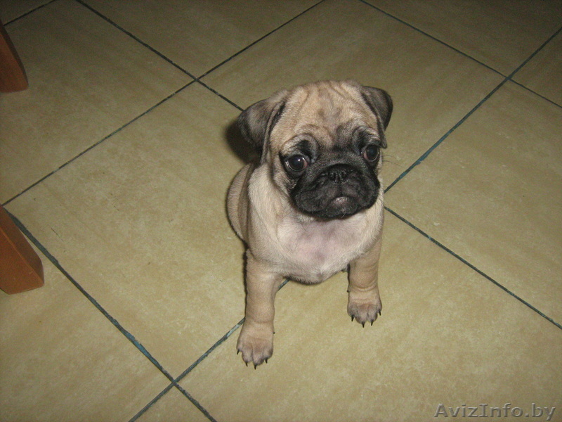 Мопса СУПЕР-щенок - Изображение #1, Объявление #199516