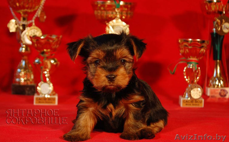 Йоркширский терьер,щенки - Изображение #1, Объявление #142559