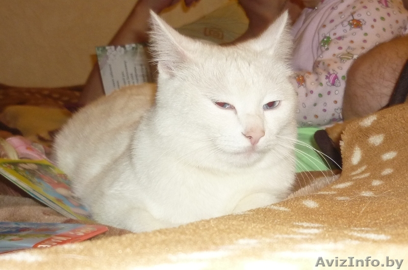 ОТЛИЧНЫЙ КОТИК ЖДЕТ ВАС!! - Изображение #1, Объявление #214678