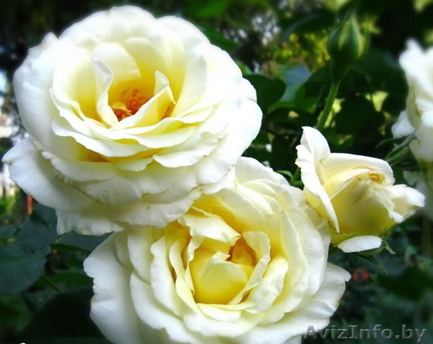 Продам саженцы роз  - Изображение #1, Объявление #213773