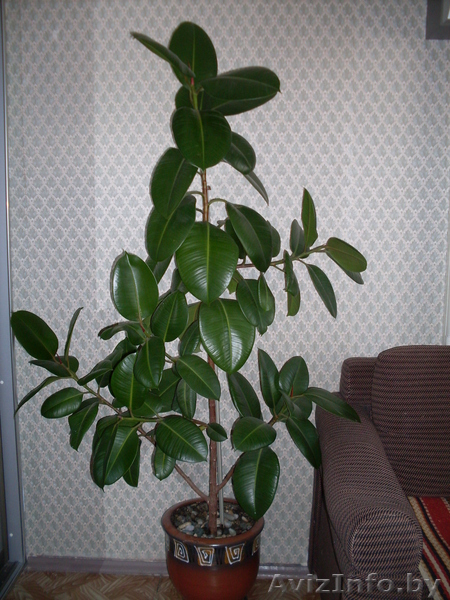 Цветок ФИКУС красивый - Изображение #1, Объявление #185244