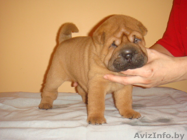 Продам щенков шар-пея.Шар-пей щенки - Изображение #1, Объявление #200677