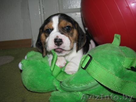 Продаются Щенки Бигля от элитных родителей - Изображение #1, Объявление #190155