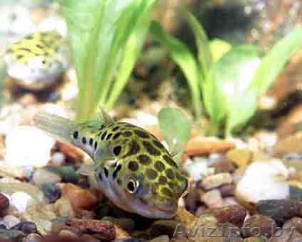 продам тетраодона - Изображение #1, Объявление #212621
