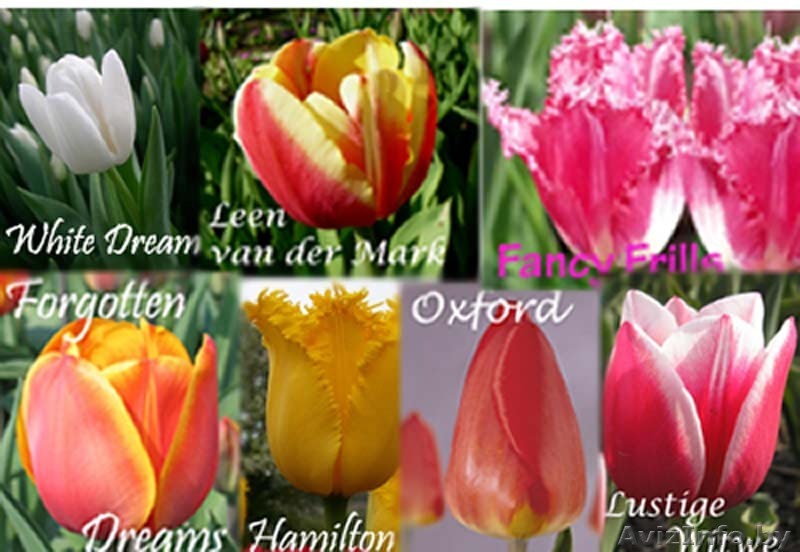 Цветы к 8 марта - Изображение #1, Объявление #184054