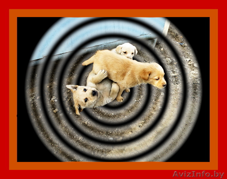 Солнечные малыши ждут надежного хозяина. - Изображение #1, Объявление #214340