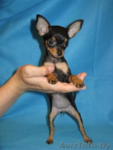 той-терьер - Изображение #1, Объявление #229543