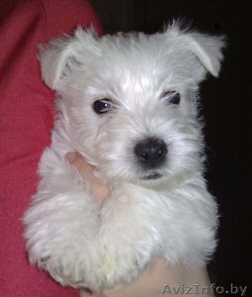 Вест Хайленд Терьер щенки - Изображение #1, Объявление #245710