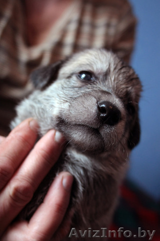 Месячные щенки в дар! Мальчики и девочки. Разного окраса. - Изображение #1, Объявление #239547