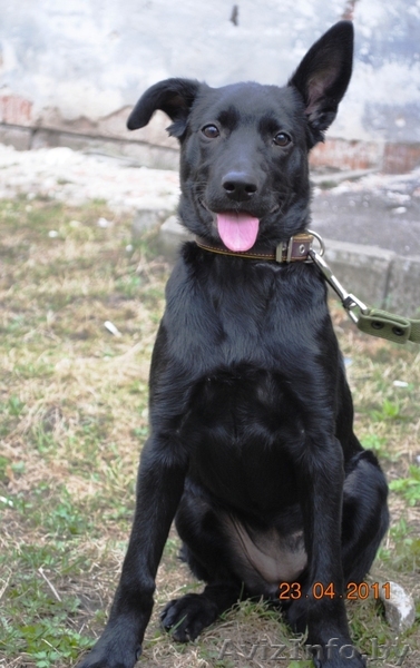 Щенок в дар. Девочка Альма.. Черного окраса. Возраст: 3 месяца  - Изображение #1, Объявление #247472