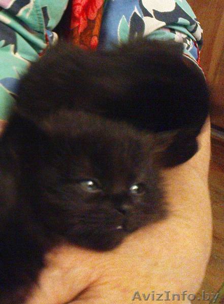 Котята черные в дар - Изображение #1, Объявление #218618