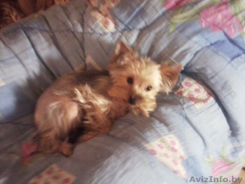 щенок йоркширского терьера - Изображение #1, Объявление #102701