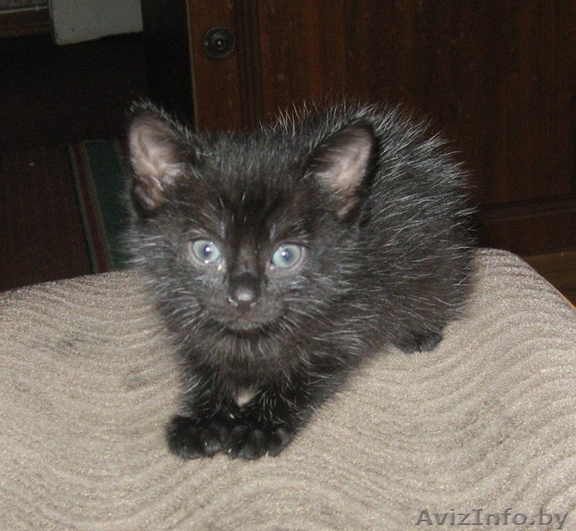 отдам милого котенка в хорошие руки - Изображение #1, Объявление #240272