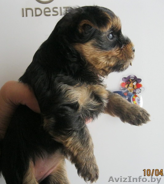 щенок йорка ищет хозяина!!!!! - Изображение #1, Объявление #248281