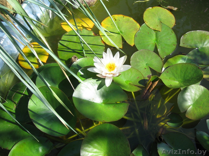 Водная лилия (белая) - Изображение #1, Объявление #222402