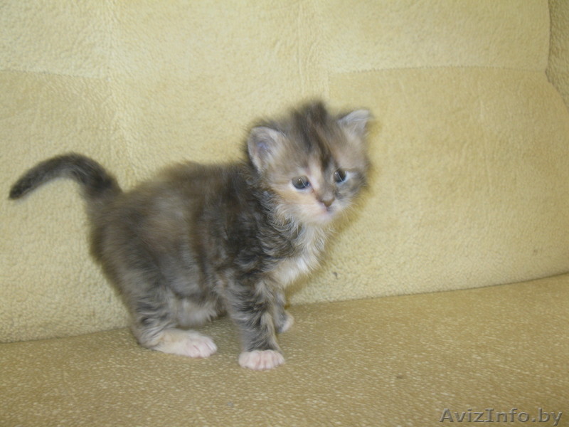 Мейн-кун котята ( Кошки Великаны! ).  - Изображение #1, Объявление #234633