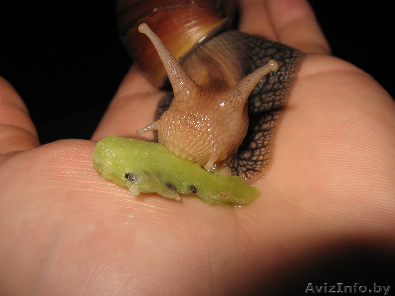 Улитка Ахатина сухопутная, 5000 руб. 8-029-767-19-30, Макс - Изображение #1, Объявление #244025