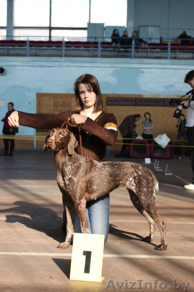 Хендлинг собак крупных пород.  - Изображение #1, Объявление #241590