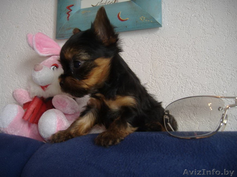 Продам щенка йорка - Изображение #1, Объявление #218254