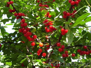 Продаю саженцы плодовых деревьев - Изображение #1, Объявление #238317